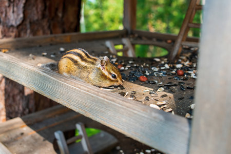 Chipmunk eating sunflower seeds from a feeder in the forest parkの写真素材