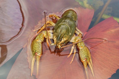 Shirokopalyj crayfish (lat. Astacus astacus) is a species of decapod crustacean of the infraorder Astacidea - in the pond on the Lily pad (lat. Nymphea)の写真素材