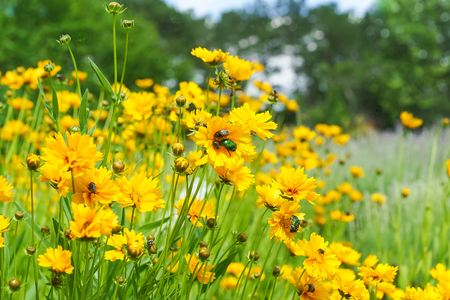 Sun heliopsis (Heliopsis) on green backgroundの写真素材