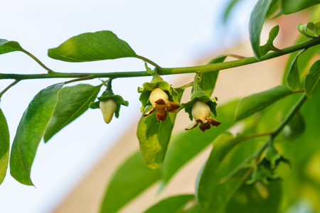 Flowers and buds of persimmon (lat. Diospyros)の写真素材