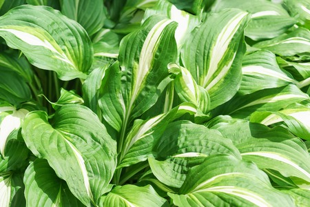 Host wavy Mediovariegata (lat. Hosta undulata Mediovariegata)の写真素材