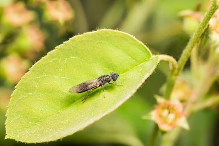 Livenka (lat. Stratiomyidae) in the drops of dew on the leaf of amelanchier (lat. Amelanchier)の写真素材