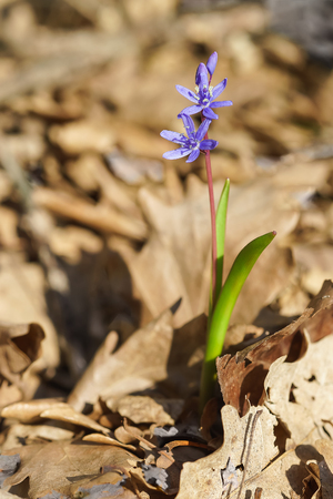 Spring forest blue flower of the Siberian Scilla or Scylla (lat. Scilla sibirica) in the forestの写真素材