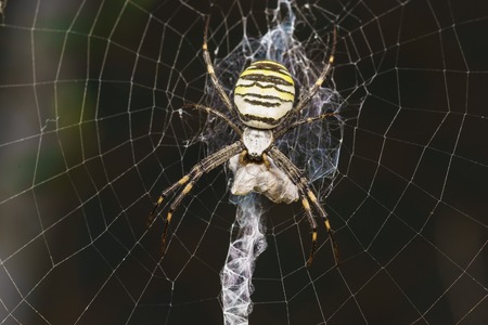 Argiope Bruennichi, or spider-wasp - view araneomorph spiders of the family of Orb-web spiders (lat. Araneidae) - preyの写真素材