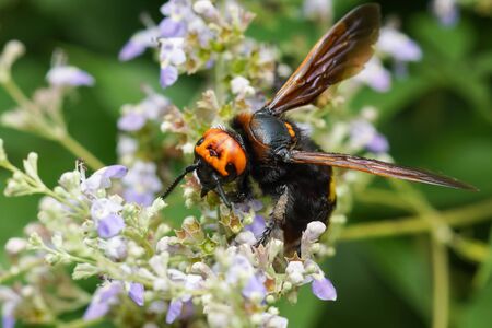 Scola is a giant, or a spotted Scola (lat. Megascolia maculata = lat. Scolia maculata) is a species of large wasps from the family of scaly - collecting nectar on a lavender flower . The largest representative of the order Hymenoptera in the fauna of Euroの写真素材