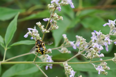 Bee-sherstova (lat. Anthidium manicatum) is a species of hymenopteran insects of the family...