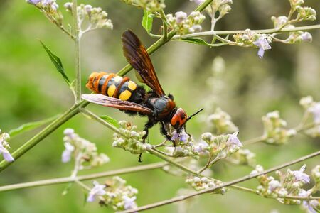 The adult (imago) Scola giant, or a giant, or a spotted (lat. Megascolia maculata = lat. Scolia maculata) is a species of large wasps from the family of skoli. The largest representative of the family and of the entire order Hymenoptera in the fauna of Euの写真素材
