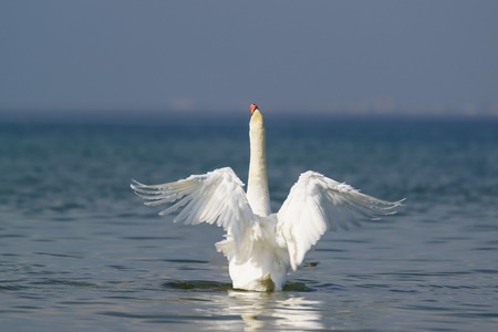 Beautiful white mute Swan (lat. Cygnus olor) - spread its wings over the blue waterの写真素材