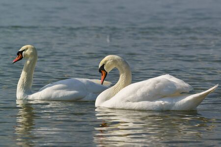 Beautiful pair of adult white swans mute (lat. Cygnus olor) is a bird of the duck family on the waterの写真素材