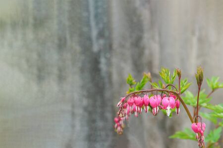 Aged gray blurred background with a delicate sprig of flower dicentra in the corner. Greeting card with place for inscriptionの写真素材