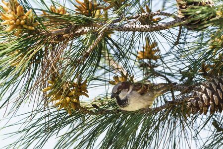 The male house Sparrow (lat. Passer domesticus) sitting on a branch of pine (lat. Pinus) with young conesの写真素材