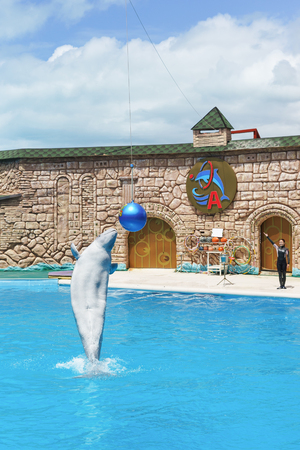 Adler, Sochi, Krasnodar Krai, Russia - June 11.2017: the white (lat. Delphinapterus leucas) is a toothed whale of the family naranovich - jumping over the water to show at the Adler Dolphinariumのeditorial素材