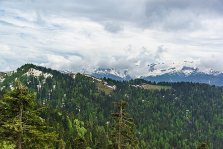 Young greens of deciduous trees and the dark needles of fir trees on the snowy slopes of the...