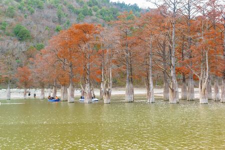 Russia, Krasnodar region, Sukko - November 19.2017: People boating on the lake, sukkah next to the growing Taksodium two-rowed, or Swamp cypress (lat. Taxodium distichum)のeditorial素材
