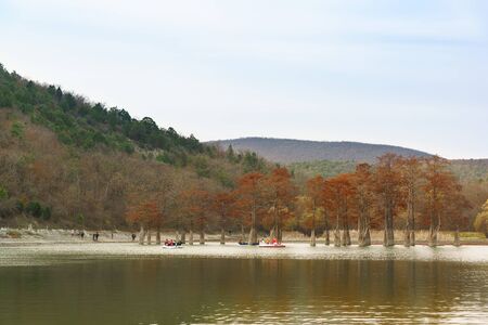 Russia, Krasnodar, Sukko - November 19.2017: People boating around Taksodium two-rowed, or Swamp cypress (lat Taxodium distichum) in lake sukkah at the foot of the mountains in the warm autumn eveningのeditorial素材