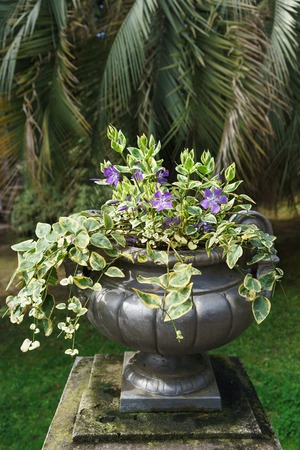 Perennial creeping evergreen periwinkle large Variegate (lat. Vinca major Variegata) in a silver vase in the southern tropical Parkの写真素材