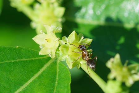 Ant (lat. Formicidae) on a small flower jujube (jujube real, Chinese date, capiinit, jojoba, lat. In the process jujuba). It's springの写真素材