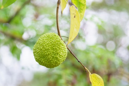 McClure orange or ablakanova, or dyeing mulberry, or lieuallen, (lat. Maclura pomifera) - a species of fruit trees of the family Mulberry (lat. Moraceae). Green fruit on a branchの写真素材