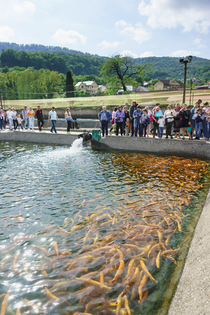 Adler, Sochi, Russia - may 04, 2019: Tour group of tourists near the artificial pond trout farm. Demonstration rainbow trout breed Amber Adlerのeditorial素材