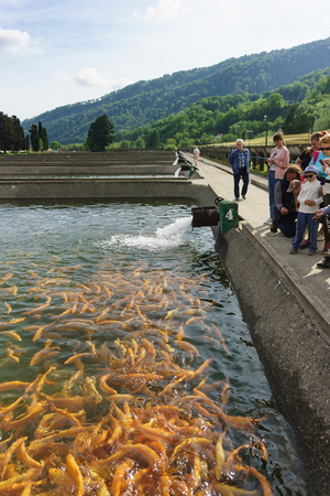 Adler, Sochi, Russia - may 04, 2019: a Tour group of tourists stands near an artificial pond trout farm and feeds the fish. Demonstration rainbow trout breed Amber Adlerのeditorial素材