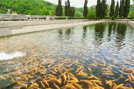 Artificial pond of trout farm with Golden amber mica in green running water. Nobodyの写真素材
