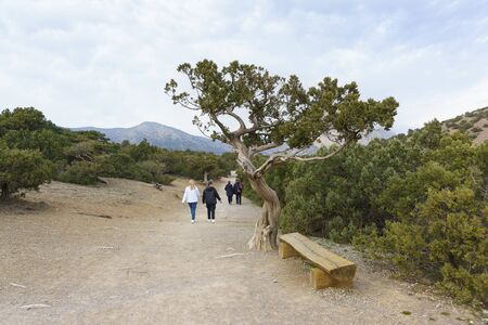 Novy Svet, Crimea, Russia - March 09, 2019: People go on a popular Hiking route in the Crimea - Golitsyn Trail on a cloudy evening in early spring. Bench for relaxing in the juniper groveのeditorial素材