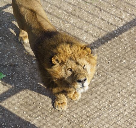 Belogorsk, Crimea, Russia-March 10, 2019: an Old battered lion behind The fence of Taigan Safari Park"のeditorial素材