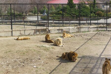 Belogorsk, Crimea, Russia-March 10, 2019: a Flock of lions in the fence of the Safari Park " Taigan"のeditorial素材