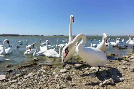 Many waterfowl: coot, or lyska (lat. Fulica atra), the mute Swan (lat. Cygnus olor) and silver gull (lat. Larus argentatus) on lake Sasyk-Sivash in Crimea. Two swans stand on the shore and lookの写真素材