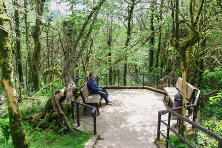 Sochi, Krasnodar Krai, Russia-may 01, 2019: an Elderly man sits on a bench in a yew-box grove in...