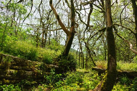 Green moss and flowering geranium forest on the rocks at the foot of the trees. Bare trunks of...