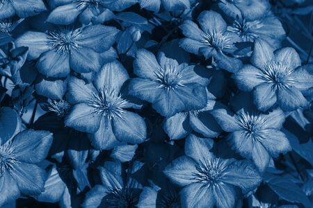 Beautiful lush Bush Clematis Ville de Lyon group Viticella. vertical gardening. Tinting in Classic Blueの写真素材