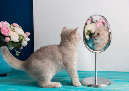 A small kitten of the British Shorthair breed looks at its reflection in the mirror. In the background is a vase of flowersの写真素材