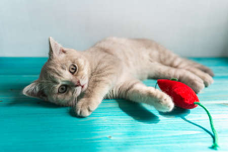 A small British Shorthair kitten of a peach beige cream color plays with a red toy mouse on a blue wooden floor. Looking into the cameraの写真素材