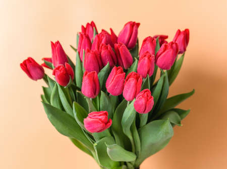 Close-up of a large bouquet of red tulips in dewdrops-spring flowers for the holiday of March 8の写真素材