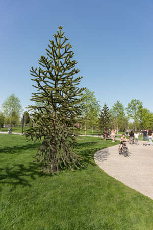 Krasnodar, Russia-may 02, 2021: The evergreen tree Araucaria chili grows in a park popular with urban residentsのeditorial素材