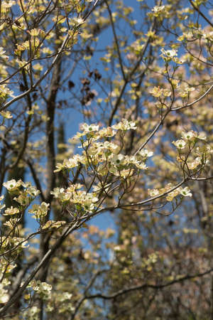 The flowering tree of derena floridica - white-green flowers on branches without leaves. Springの写真素材