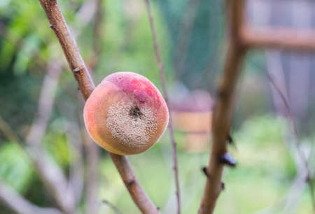 A fruit on a tree affected by the peach fruit rot disease, in the garden. Selective focusの写真素材
