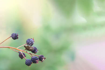 The berry shield beetle sits on the dried berries of the Canadian irga. Selective focus. Copy spaceの写真素材