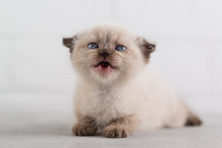 A small white kitten of color-point shorthair lies on the floor and screams, showing baby teeth. selective focusの写真素材