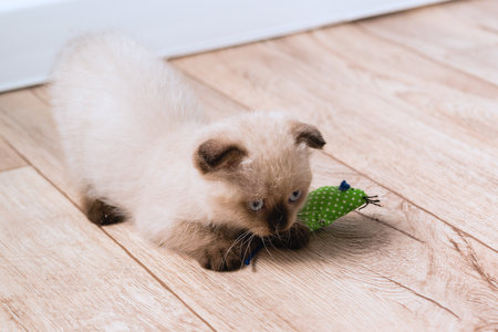 A small beige point color kitten is playing on the floor with a mouse toy. Long mustache. selective focusの写真素材