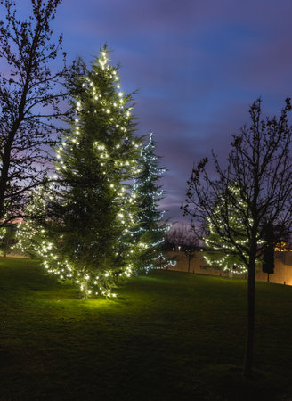 Russia, Krasnodar - 04 January 2023: New Year spruces on the green lawn in the Galician night park...