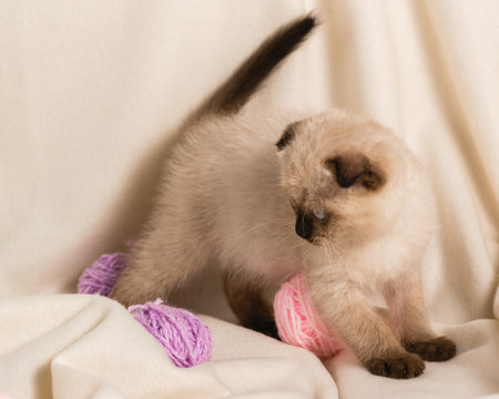 A beige kitten of the point color color plays at home on the sofa with balls of woolen lilac threadsの写真素材