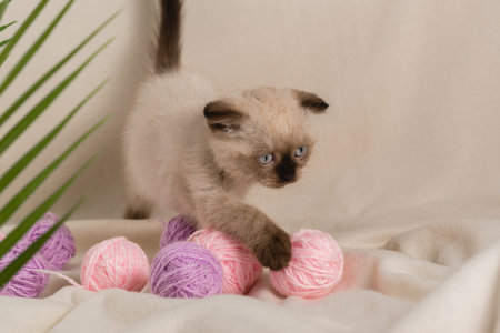 A small beige kitten of the color point color plays with balls of woolen lilac threads on the sofa near the plantの写真素材