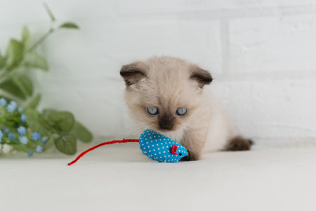 A point color kitten plays with a blue mouse toyの写真素材