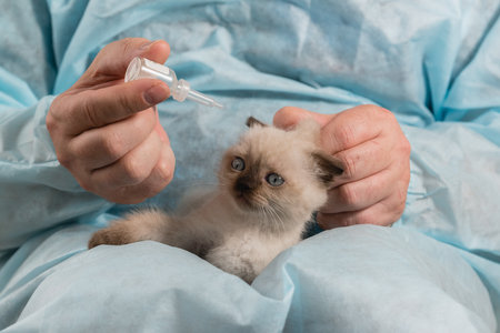 A veterinarian in a bathrobe is preparing to drip medicinal drops to a frightened little lop-eared kitten of point colorの写真素材