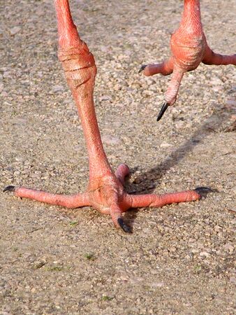 Orange Chaja bird legsの写真素材