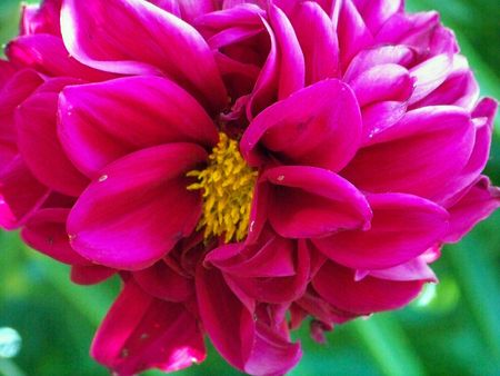 Strong pink dahlia flower close upの写真素材