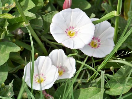 Group of  white wild flowers