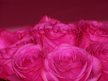 Intense pink roses romantic elegant Valentineの写真素材